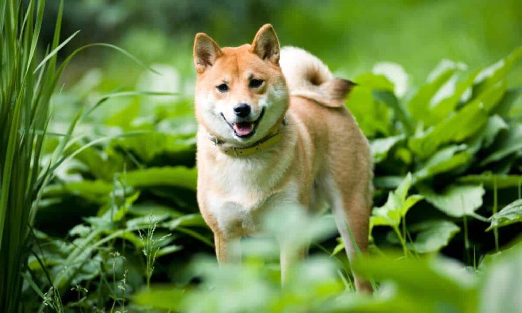 Leading Spanish Cryptocurrency Exchange Adds Shiba Inu SHIB