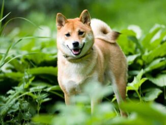 Leading Spanish Cryptocurrency Exchange Adds Shiba Inu (SHIB)