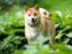 Leading Spanish Cryptocurrency Exchange Adds Shiba Inu SHIB