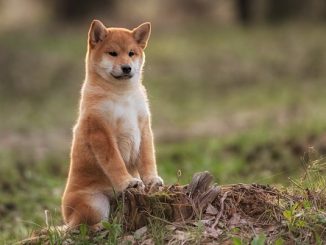 Shiba Inu (SHIB) price outlook after Shibarium setback