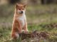 Shiba Inu SHIB price outlook after Shibarium setback