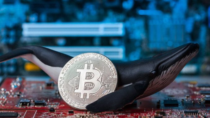 Bitcoin Whales Are Back to Buying Up BTC, Analysis Shows