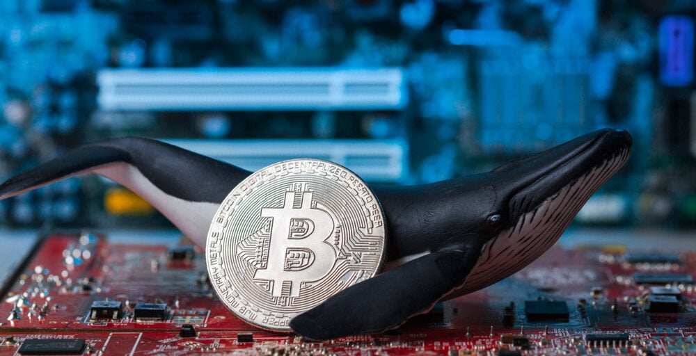 Bitcoin Whales Are Back to Buying Up BTC Analysis Shows