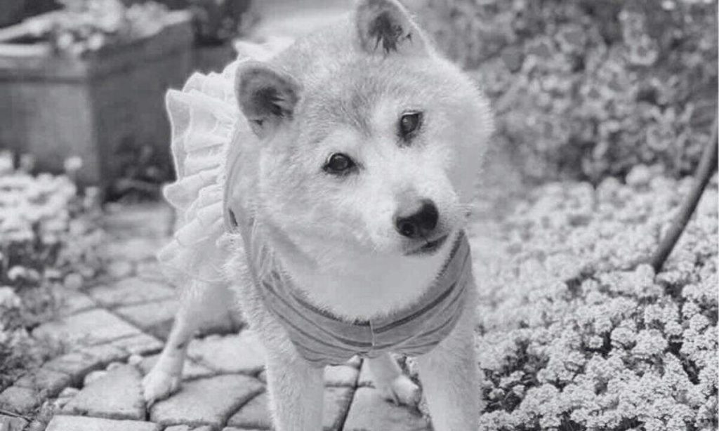 Kabosu the Shiba Inu Behind the Iconic Meme Dies at 18