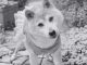 Kabosu the Shiba Inu Behind the Iconic Meme Dies at 18